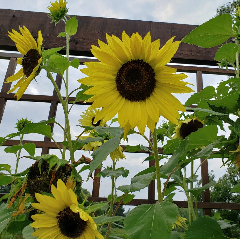 Meet your Posher, Morgan